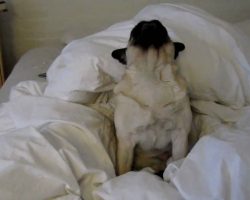 This Adorable Pug Puppy Howling Will Put A Smile On Your Face, Guaranteed!