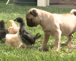 Pug Puppy Meets Chicks For The Very First Time. His Reaction? Priceless!