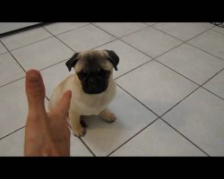 OMG! Your Heart Will Melt When You See This Pug Puppy Do THIS.