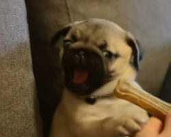 Pug Puppy Vs. Bone