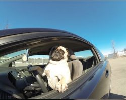 Pug Goes “Fast & Furious” Behind the Steering Wheel of Honda Civic!