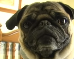 This Pug Rapping To ‘Ice Ice Baby’ Will Make Your Day