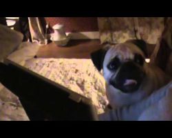 Pug’s Reaction to Movie “Hollywood Homicide” is Hilarious!!