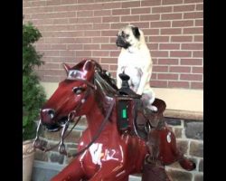 This Pug Riding A Mechanical Horse Will Put A Smile On Your Face!