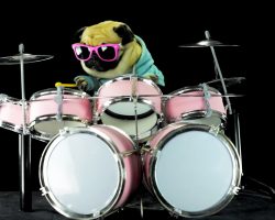 Pug Rocks Out Drum To Metallica Song “Enter Sandman”. It’s Too Epic For Words…