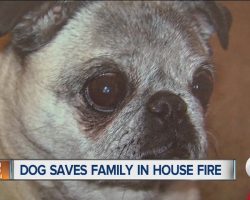 Pug Is Being Called A Hero For Saving Family In House Fire