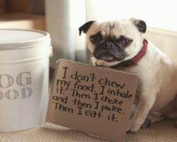 These 17 Naughty Pugs Just Got Shamed By Their Owners