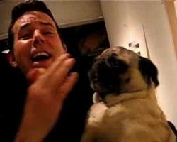 Pug Singing “Take Me Out To The Ballgame” Will Make Your Day!