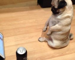 This Pug Sitting Watching Boxing Will Make Your Day!