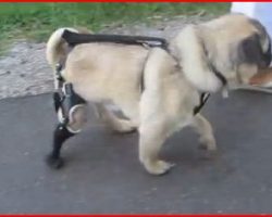 Pug Takes His First Steps On His Prosthetic Leg! This Will Melt Your Heart!
