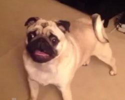 Pug Throws Temper Tantrum As He Severely Protests Bedtime