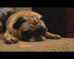 Pug vs Laser – Who Will Win?