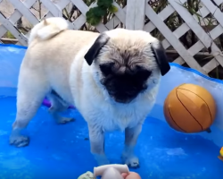 Epic Battle Between Pug vs Sharks. The Pug’s Reaction Is Priceless!