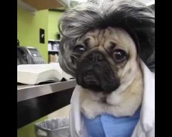 Doug The Pug Stars In Pug’s Anatomy! Too Darn Adorable!!