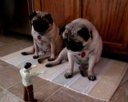 Pugs Attacked By a Zombie! Their Reaction Is PRICELESS.