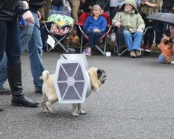 Pugs Gather for ‘Star Wars-Themed Pug Parade’ and it’s AWESOME!