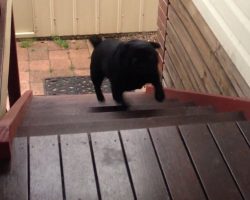 Watch Adorable Pugs Hopping Up the Stairs! It Will Make Your Day!