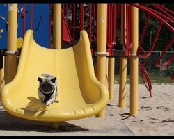 Pugs Are Always Funny, But Watching Them Playing On Slides Like THIS… It’s Just HILARIOUS!