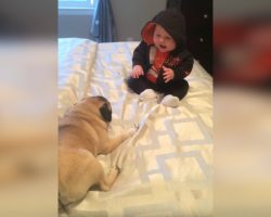 Pugs Putting Baby In A Fit Of Giggles Is Happiness In A Nutshell