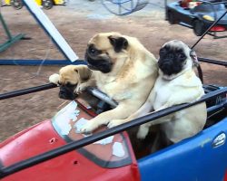 This Pug Family Taking A Spin On The Carousel Will Make Your Day!