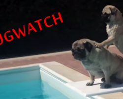 (VIDEO) Pugwatch – Baywatch Parody starring Lifeguard Pugs!