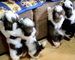 Shih Tzu Puppies After Their First Bath