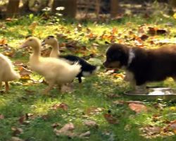 These Puppies Meet Ducks For The First Time – Just Watch What They Do!