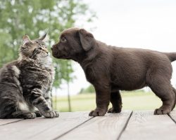 (VIDEO) Puppies Meeting Cats for the First Time Will Make Your Day