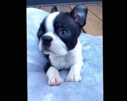 He Starts Singing To His Puppy And The Most Adorable Thing Happens