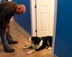 Puppy Has Such A Good Time At The Vet’s Office, She Stubbornly Refuses To Leave