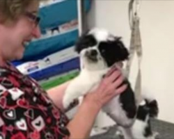 [Video] Puppy At The Groomer Throws A Tantrum Like A Little Kid