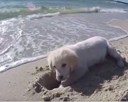 Puppy Gets Adorably Upset When The Ocean Destroys His Sand Hole