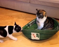 Puppy Wants His Bed Back From Cat. This Will Put A Smile On Your Face, Guaranteed!