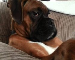 Ralph The Boxer Is Just Chilling… Like A Boss!