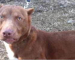 A pitbull and weiner dog had a baby together. You need to see the result
