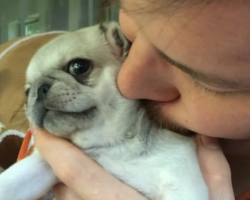 This Rare Silver Pug Puppy Growing Up Will Melt Your Heart!