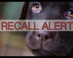 Two More Dog Food Companies Make The FDA Recall List