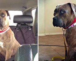 Her Humans Dumped Her At A Shelter For Getting TOO BIG! Now She’s Just A Big LOVE!