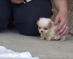 Rescue puppy is inseparable from his kitty best friend. Watch how cute they are together!