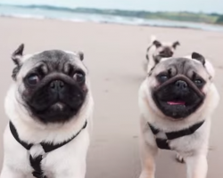 He Took Rescued Pugs To The Beach To Dance With Them. See What Happened…
