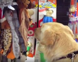 Dog Who Never Knew Love Gets To Pick Out Her Very First Toy
