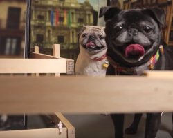Forget “Running of the Bulls”. Pugs are Way Less Dangerous and Way More Fun!