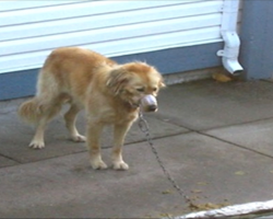 He Was Chained Up And Muzzled With Tape. So They Hopped The Fence To Take Him Away To A Better Life