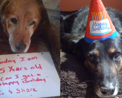 12 Sweet Senior Dogs Celebrating Their Birthdays