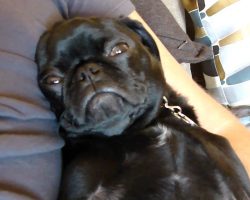 Pug Puppy’s Serious Snoring + Sleeping With Eyes Open Will Make you Smile, Guaranteed!