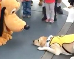 [Video] This guide dog’s reaction to meeting Pluto is the best thing you’ll see all week