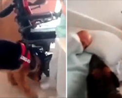 Service dog visits hospital & sniffs the room—when he sees the bed, things get out of hand