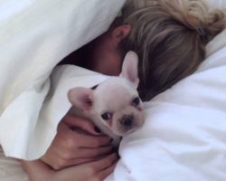 She Woke Up With A French Bulldog Puppy In Her Bed. Surprise!!