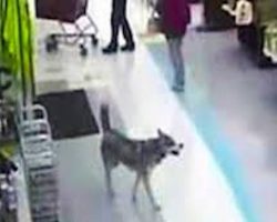 Husky Caught On Security Cameras Stealing Her Own Christmas Present From Grocery Store