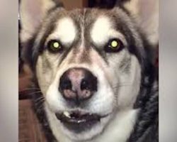 Siberian Husky Hilariously Talks Back To His Human When He Doesn’t Get His Way